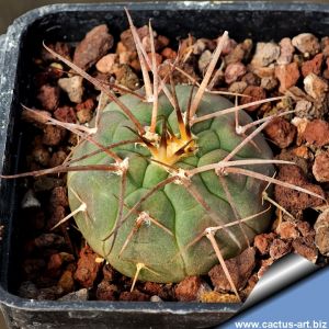 Gymnocalycium spegazzinii TB1125.4 Gobernador Manuel Sola, Salta, Argentina, 2597m