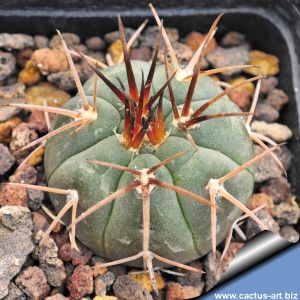 Gymnocalycium spegazzinii TB1125.4 Gobernador Manuel Sola, Salta, Argentina, 2597m