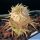 Pachypodium brevicaule f. variegata