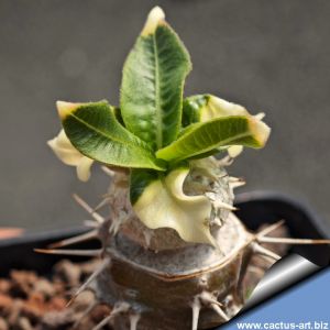Pachypodium brevicaule f. variegata