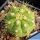 Gymnocalycium chacoense HA990-4 TL, Cerro San Miguel, 790 m, Santa Cruz, Bolivia