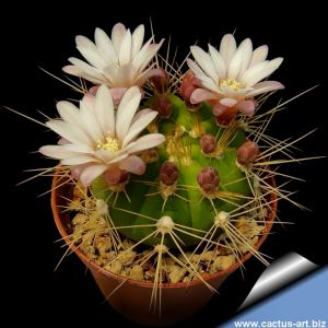 Gymnocalycium chacoense HA990-4 TL, Cerro San Miguel, 790 m, Santa Cruz, Bolivia