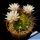 Gymnocalycium chacoense HA990-4 TL, Cerro San Miguel, 790 m, Santa Cruz, Bolivia