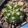 Gymnocalycium hybrid pink-purle flower