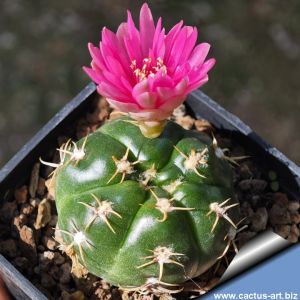 Gymnocalycium hybrid pink-purle flower