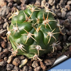 Gymnocalycium hybrid pink-purle flower