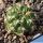 Gymnocalycium hybrid pink-purle flower