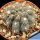 Gymnocalycium robustum MT07-209 4 km South of Quilino, 449 m, Cordoba
