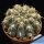 Gymnocalycium robustum MT07-209 4 km South of Quilino, 449 m, Cordoba