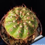 Notocactus ottonis v. rubrispinus