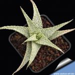 Aloe cv. FIRST SNOW ex Renny Wong