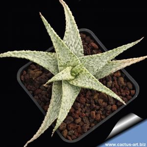 Aloe cv. FIRST SNOW ex Renny Wong