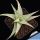 Aloe cv. FIRST SNOW ex Renny Wong