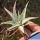 Aloe cv. FIRST SNOW ex Renny Wong