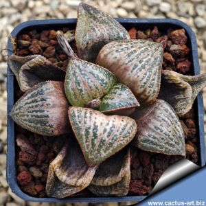 Haworthia magnifica v. splendens VA4928 Albertina, Western Cape, South Africa