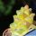 Monadenium ritchiei ssp. nymbayense f. variegata (Clone B Yellow)
