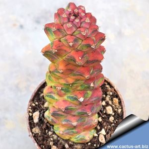 Monadenium ritchiei ssp. nymbayense f. variegata (Clone B Yellow)