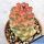 Monadenium ritchiei ssp. nymbayense f. variegata (Clone B Yellow)