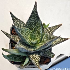 Aloe deltoideodonta