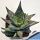 Aloe deltoideodonta