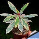 Euphorbia milii f. variegata
