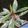 Euphorbia milii f. variegata