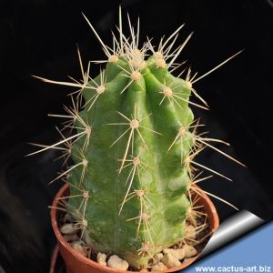 Echinocereus parkeri Santa Fe, Nuevo Leon, Mexico