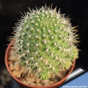 Rebutia cintiensis FR938 35km North of Camargo, Chuquisaca, Bolivia
