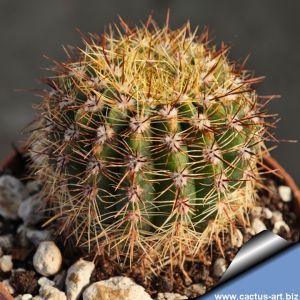 Notocactus stockingeri
