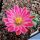 Echinocereus pulchellus f. inermis