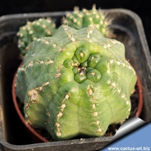 Echinocereus pulchellus f. mutant