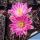 Echinocereus pulchellus f. inermis
