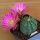 Echinocereus pulchellus f. inermis