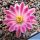 Echinocereus pulchellus f. inermis