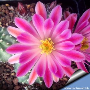 Echinocereus pulchellus f. inermis