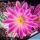 Echinocereus pulchellus f. inermis