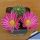 Echinocereus pulchellus f. inermis