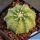 Echinocereus pulchellus f. inermis