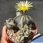 Astrophytum myriostigma "proliferum" (free branching)