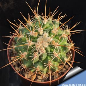 Thelocactus saussieri f. albiflora