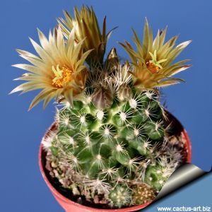 Escobaria similis (Neobesseya similis)