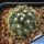 Escobaria similis (Neobesseya similis)
