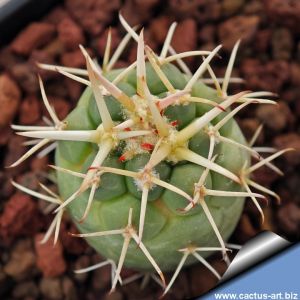 Coryphantha poselgeriana v. valida  Ocampo, Coahuila, Mexico