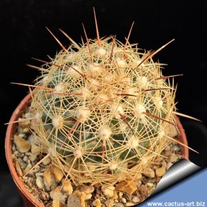 Coryphantha delaetiana L1230 East of Ceballos, Durango, Mexico, 1300m