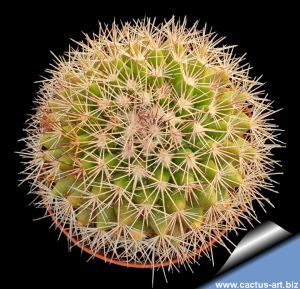 Mammillaria miegiana Moctezuma, Sonora, Mexico
