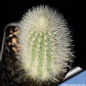 Trixanthocereus senilis