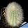 Trixanthocereus senilis