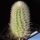 Trixanthocereus senilis
