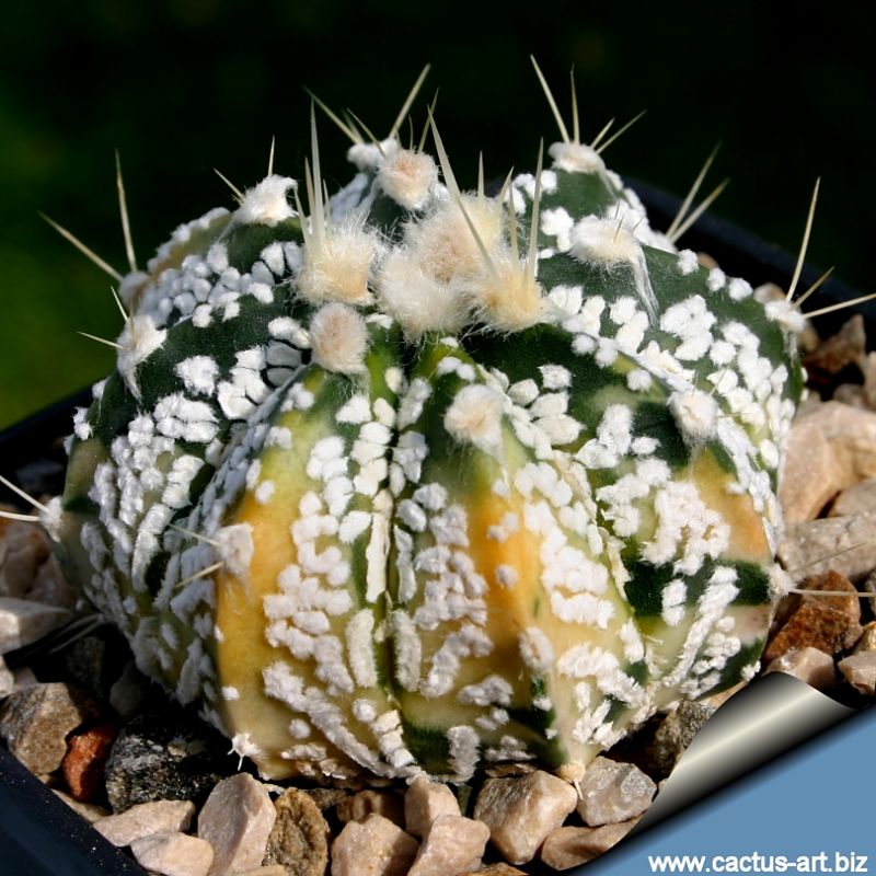 Astrophytum hybrid SK-CAP f. variegata (SUPERKABUTO x