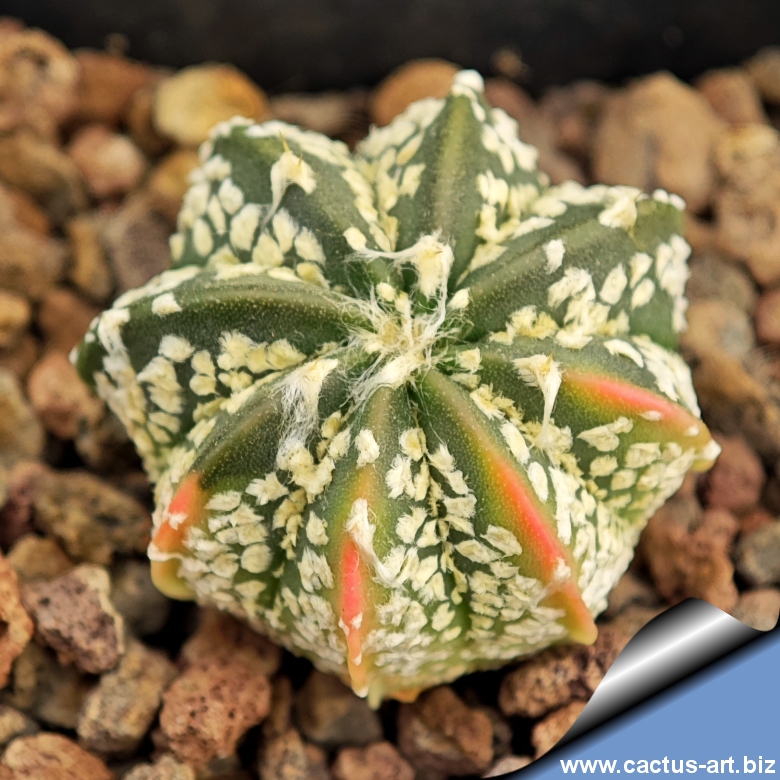Astrophytum hybrid SK-CAP f. variegata (SUPERKABUTO x